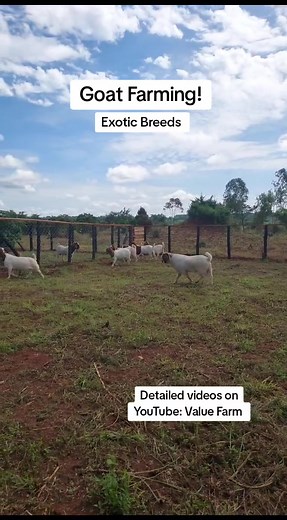Farm life 😍 ♥️ ❤️ 👌 Let's get some inspiration from our youtube channel: Value Farm #fyp #foryoupage #millionairemindset #valuefarm #sharingiscaring #trending #viraltiktok #goatsoftiktok #farming #kenyantiktok🇰🇪 #nigeriantiktok🇳🇬 #ugandatiktok🇺🇬