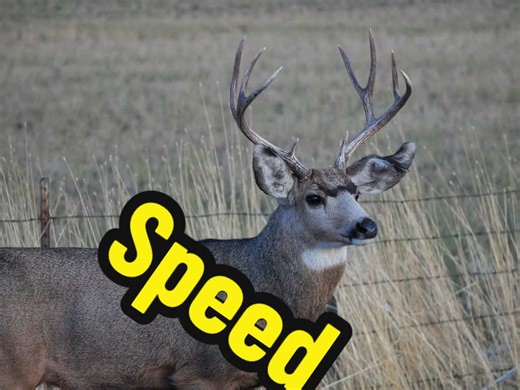 Giant Bucks Chasing During Rut Season