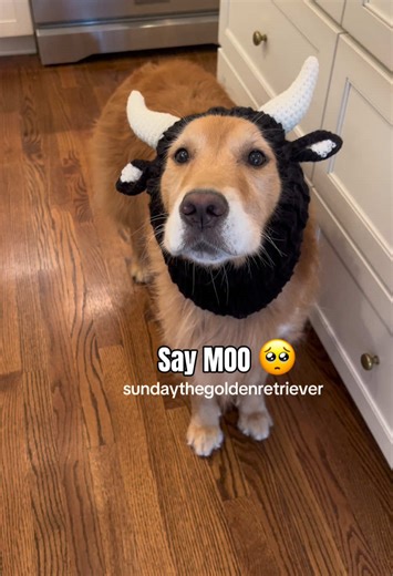 Moo Cow Dog: A Funny Animal Moment