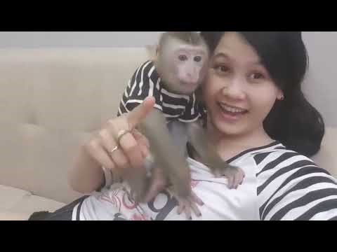 Monkey Baby Nui Nui has a new toy, always put it in her mouth and refuses to let go flipped