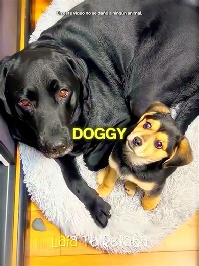 Dog MISSES His Friend on Birthday! 🐾💔
