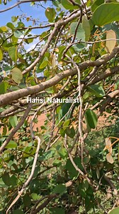 Mti tunauita "Mkata fitina za wachawi' au msegese au mfumbe, ni mti ambao haupendwi na wachawi na mchawi anaweza kununua hata shamba lako lenye mti huu ili aukate au auchome. Utakusaidia kutibia uchawi hata ulio shindikana, kuondoa majini wote wa kichawi, kufungua vifungo, kumsaidia mtoto anayeweweseka usiku, Kutumika kama kinga, n.k | Halisi Naturalist