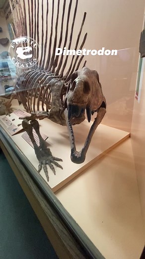 Unveiling the Mystery of Dimetrodon: Not Your Typical Dinosaur