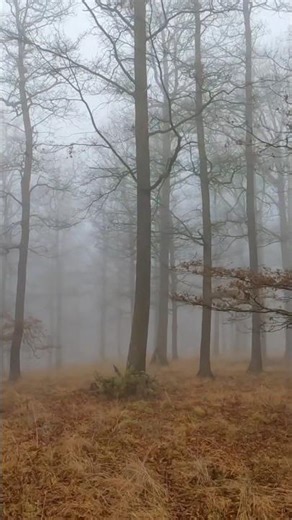 naturel fog hills😱 #fog #rainoundforsleep #nature