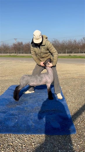 T - ✌️days until he sells! Lot 216 is the full brother to our “Finals Week” high seller. He does many things we’ve tried to replicate and we couldn’t be more thrilled to offer him. If you have a natural division at your county fair, 10/10 recommend! Don’t have one? He can certainly play with the crosses. Pocket x High Enuff | Modesto Junior College Sheep Unit