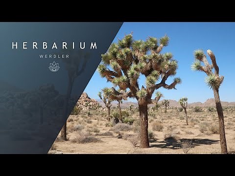 Yucca brevifolia - (Joshua Tree)