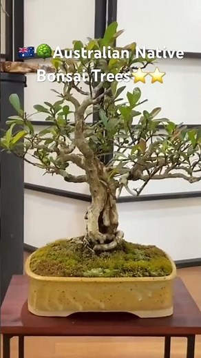 Australian Native Bonsai Tree Inspiration 💥👍 #bonsai #tree #gardening #australia