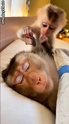 🙈😅A Mouse in the Mouth. The Chaotic Rage of a Monkey Mom After Her Baby's Prank#monkey #mouse #prank