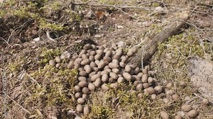 Moose feces in the forest on the ground