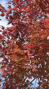 4.8K views · 28 reactions | acer freemanii ‘AUTUMN BLAZE’ შემოდგომით სრულად წითელი, მსხვილფოთლიანი ნეკერჩხალი #acerfreemaniiautumnblaze #Acer #acerjeffersred #acertree #acerrubrum #maple #redmaple | საქართველოს ნერგები/Seedlings of Georgia | Facebook