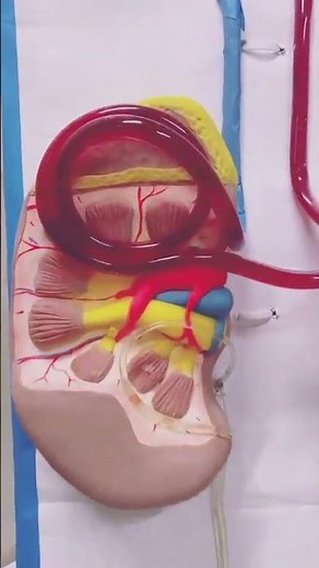 Urinary System Explained | Smart & Easy Learning with Medical Teaching Supplies