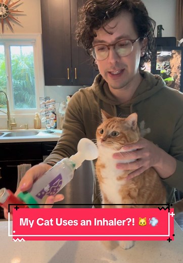 Managing Asthma in Cats: Tips for Pet Owners