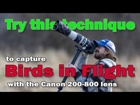 Try this TECHNIQUE to capture birds in flight with the Canon RF 200-800