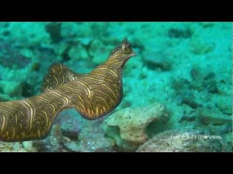 Swimming Flatworm, Yawning Lionfish and a Cuttlefish Changing Colour