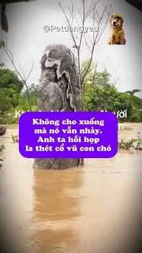 Người đàn ông không ngừng gào thét cổ vũ con chó #petdangyeu #giaicuudongvat #chó_cỏ #bão_lũ