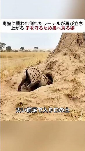 毒蛇に襲われ倒れたラーテルが再び立ち上がる —— 子を守るため巣へ戻る姿 #ラーテル #野生動物 #母性本能