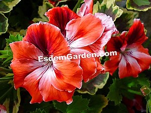 Geranio Zonal, Pelargonium X Hortorum: Plantar, Cultivar 🌿 Todo Sobre Jardinería Y Diseño De Jardines - 2025