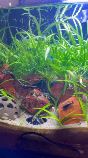 murderpea | The shrimp love their cave but they also love filling it with sand #shrimp #aquarium | Instagram