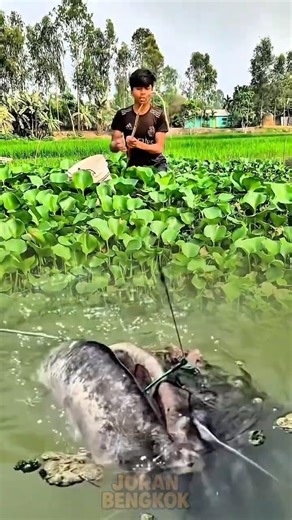 “No One Expected This… Monster Catfish Hiding in a Hyacinth Lake!” #fishing #shorts #catfish