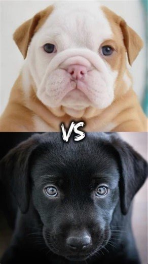 English bulldog vs Labrador vs Newfoundland dog vs Pitbull vs Rottweiler
