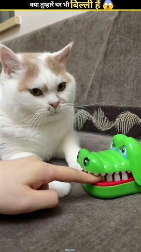 Why Do Cats Mewao Ghop Ghop Ghop...¿💀