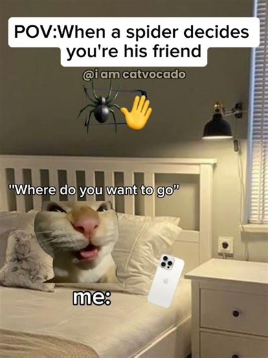 CAT MEME😺Are you afraid of spiders too?#shorts#catmeme#funny #viralshorts