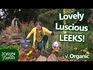 Growing Leeks - planting, mulching and harvesting organic leeks