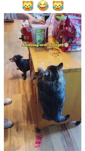 Funny Animals 😹😹 #animallovers #funny #animals