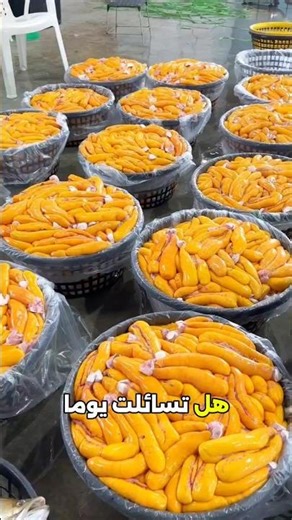 رحلة استخراج بيض السمك من لحظة التفريغ حتى الوصول لأغلى أطباق العالمْ #حقائق