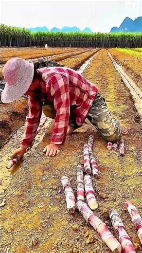 Worker in conical hat lays segmented pipeline, trench carved through dry soil