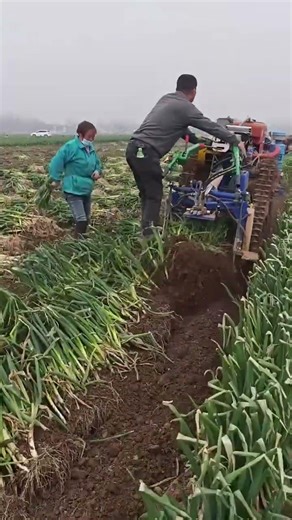 Efficient Garlic Planting Machine in Action #FarmingTech #AgriculturalInnovation#GarlicFarming