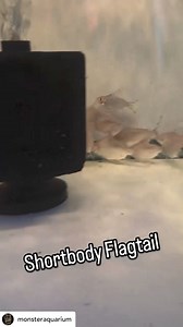 1.8K views · 20 reactions | @monsteraquarium The flagtail, often...