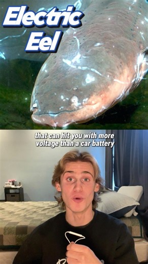 Gabe Sarno on Instagram: "Electric eels aren’t just shocking, they’re literal high-voltage animals. Here’s how an electric eel produces up to 860 volts and why it’s one of the wildest fish on the planet. #ElectricEel #AnimalFacts #ScienceTok"