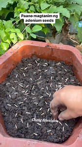 1.4K views | Paano ba magtanim ng adenium seeds or sowing adenium seeds,ganito po uong paraan ko sa pagtatanim ng seeds ng adenium,simple lang po ganito ang ginagawa ko #gardening #gardeningtips #adenium #sowingseeds #hacks | Chant Adeniums | Facebook