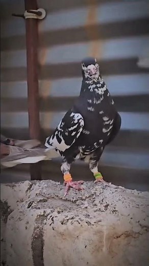 Amazing Flock of Fifty-Four Pigeons