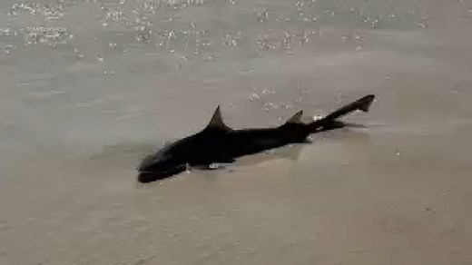 Woman 'most likely' bitten by juvenile sand tiger shark at Jones Beach, officials say