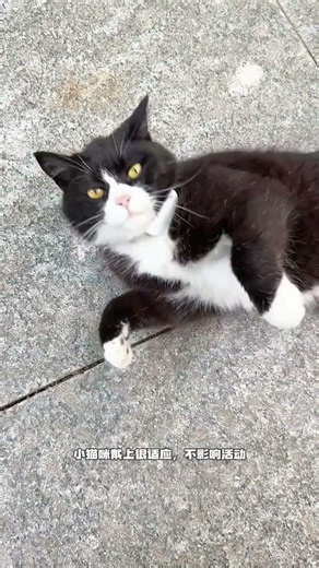 Unleash Your Feline's Freedom: Ultimate Outdoor Cat Care Tips & Pet Tracker Review