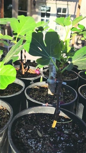 Water Rooted fig cuttings. #shorts #garden #gardening #figs