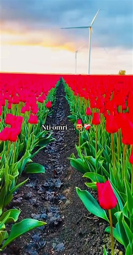 Vidéos de 🦂MONAIMO/مُنْعِمًًَِْ🦂 (@monaimo0) avec Nti Nassibi - Cheb Houssem