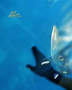 Barracuda attacks me! | Daniel Mann - Dive Everywhere