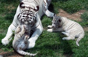 Weiße Tigerbabys in Lima: Peruanischer Zoo bekommt drolligen Nachwuchs