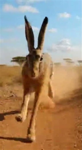 What Unleashed the Sprint? | Leopard in a High-Speed Chase #animalshorts