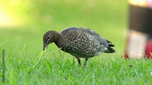 Female Australian wood duck feeds on grass in an urban park as traffic passes by