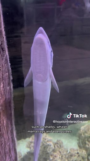 The Fascinating World of Remora Fish