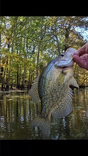 Another fine Black Crappie!