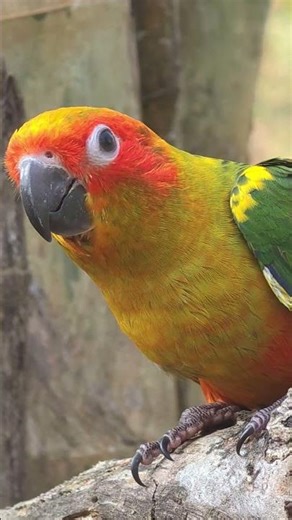 Sun conure in nature relaxing sounds