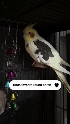Natural Wood Perch for Happy Birds: Round Design