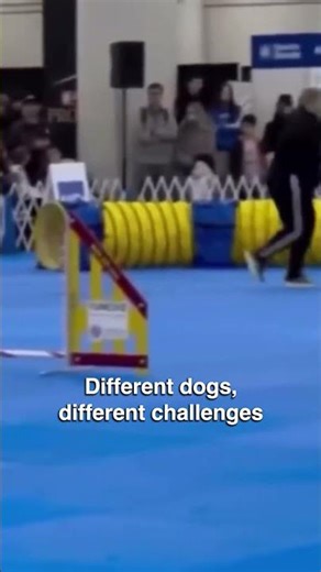 A dog navigating a small obstacle course