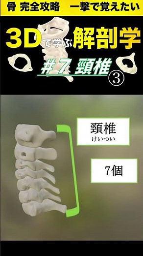 頸椎の全体像 C1~C7 【3Dで学ぶ解剖学】徹底解説👌これを見れば頸椎の構造が丸わかり❗️ #頸椎