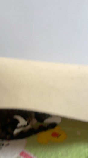 Loop Mode: ON 🐾#Kitten #CatLoop #InfiniteLoop #OnRepeat #CuteCats #FunnyCats #PetVideo #Viral